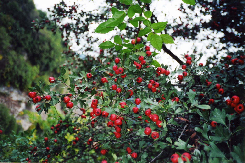 Drupe di lazzeruol