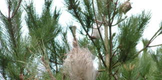 processionaria del pino