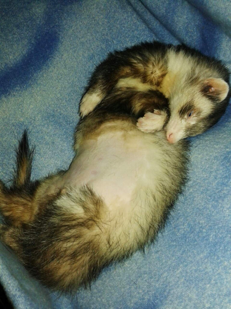 furetto