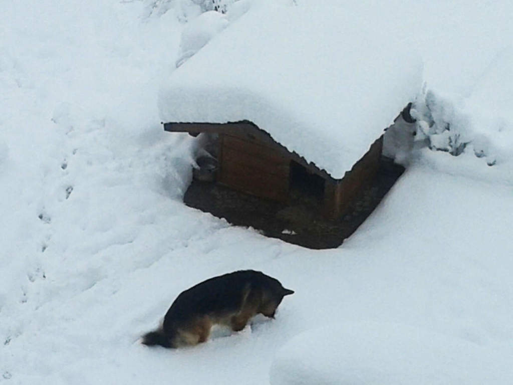 cane neve