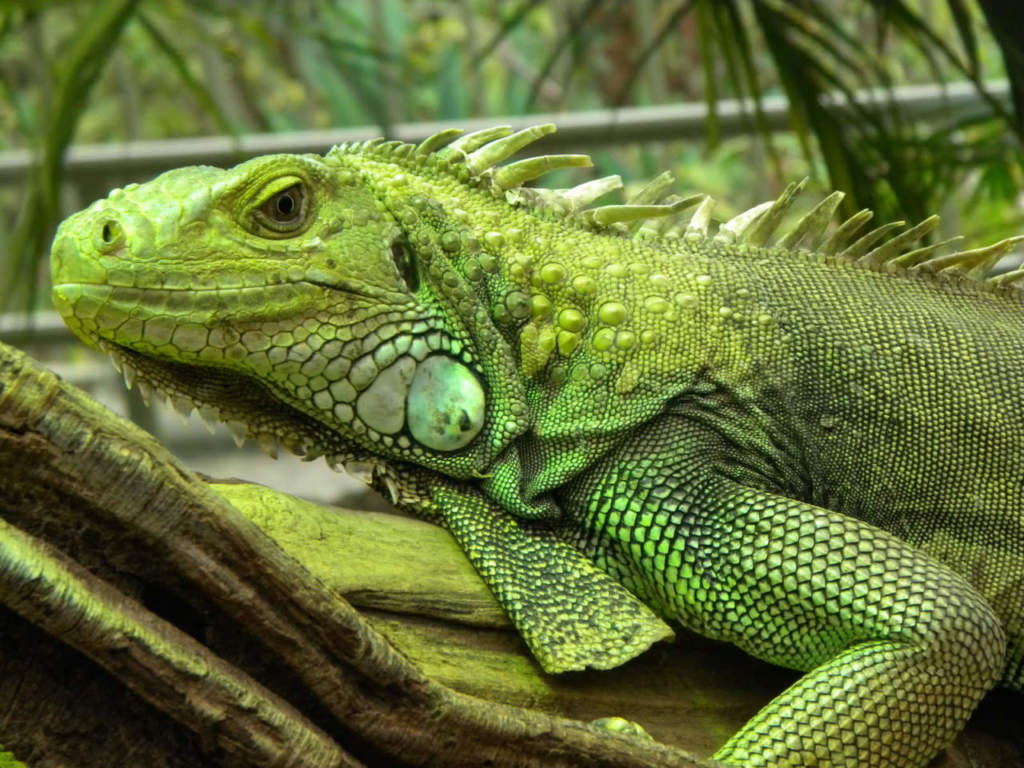 Iguana