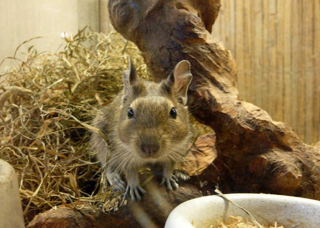 Il degu del Cile