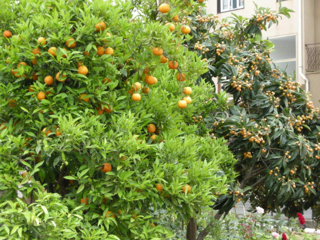 arancio e nespolo giapponese