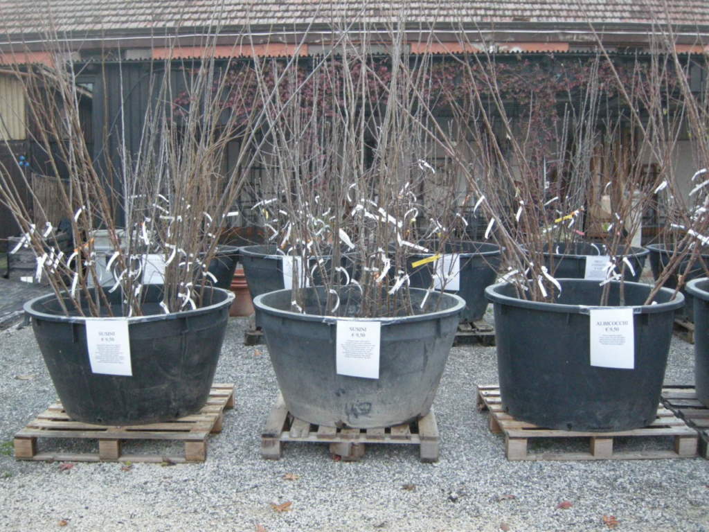 astoni fruttiferi