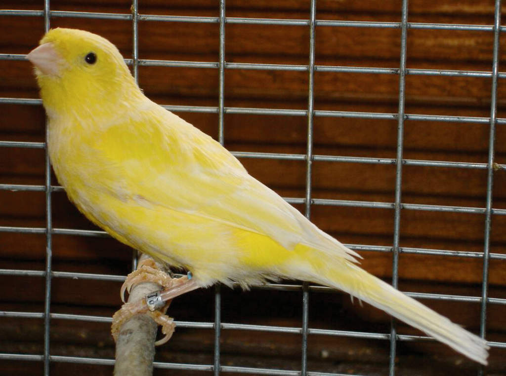 canarino