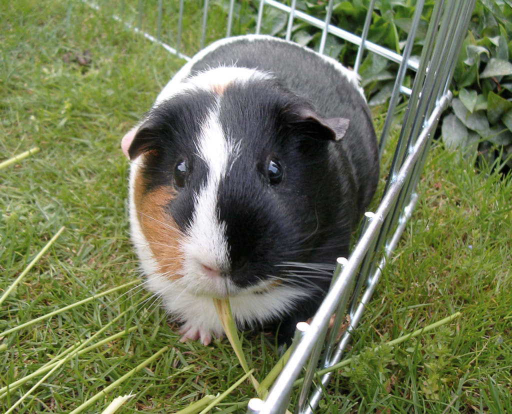 cavia peruviana