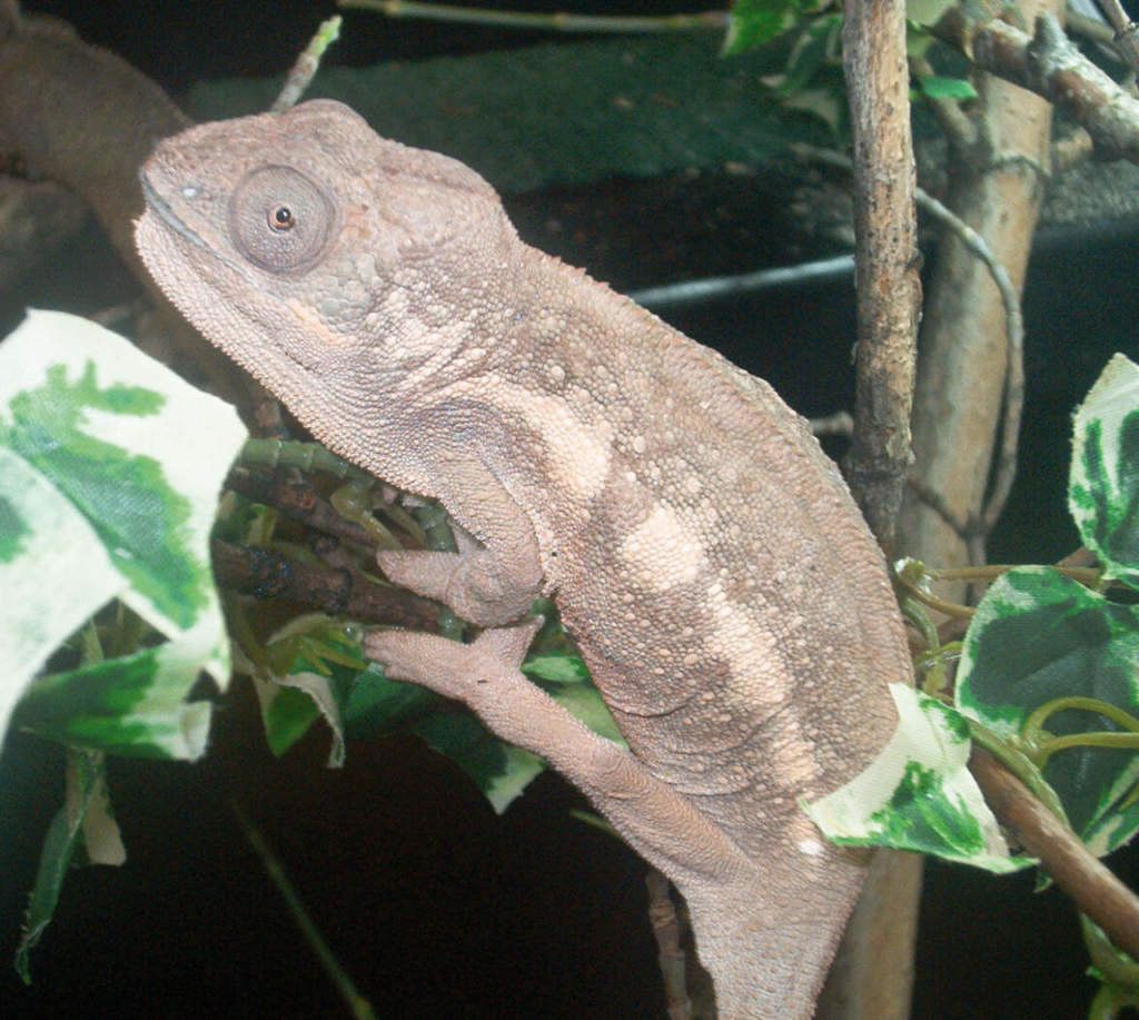 camaleonte