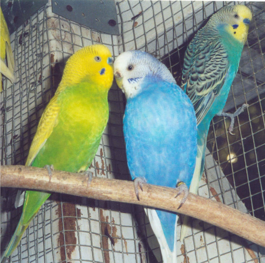 cocorite_pappagallini