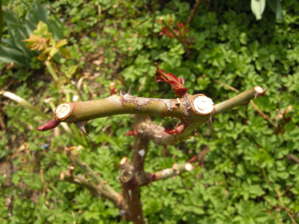 potatura rose