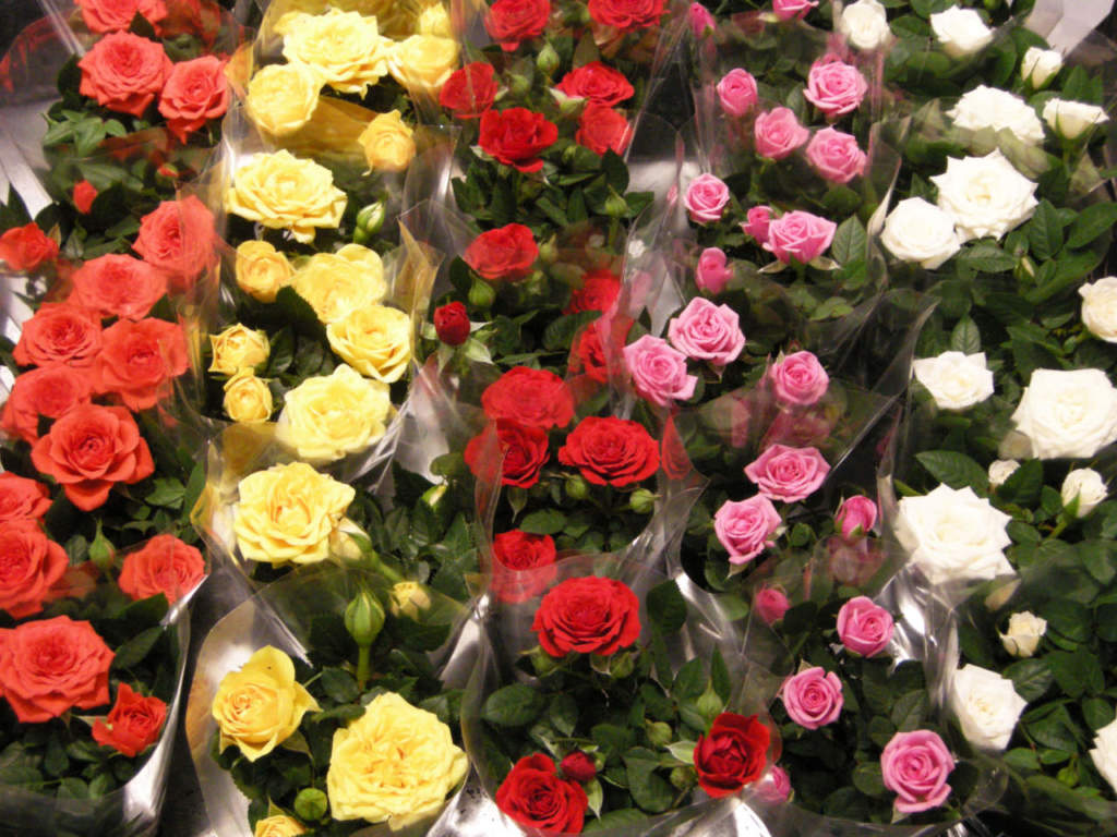 rose confezionate