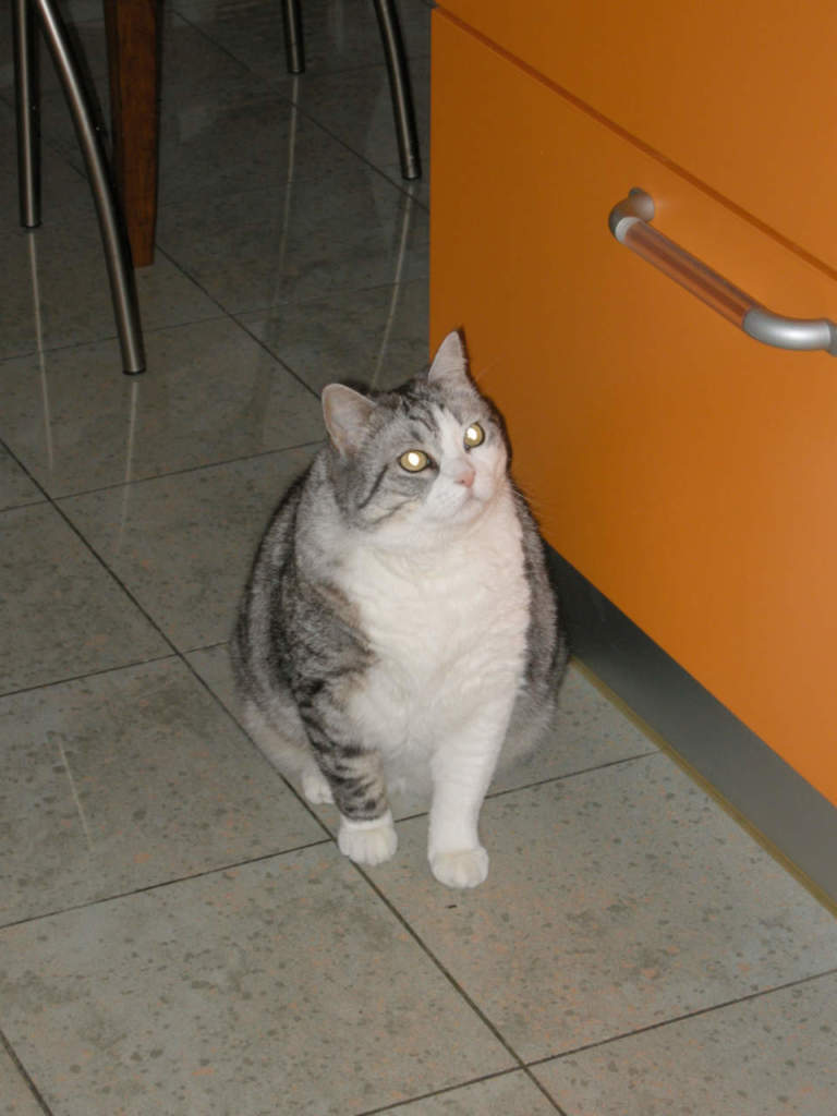 gatto obeso
