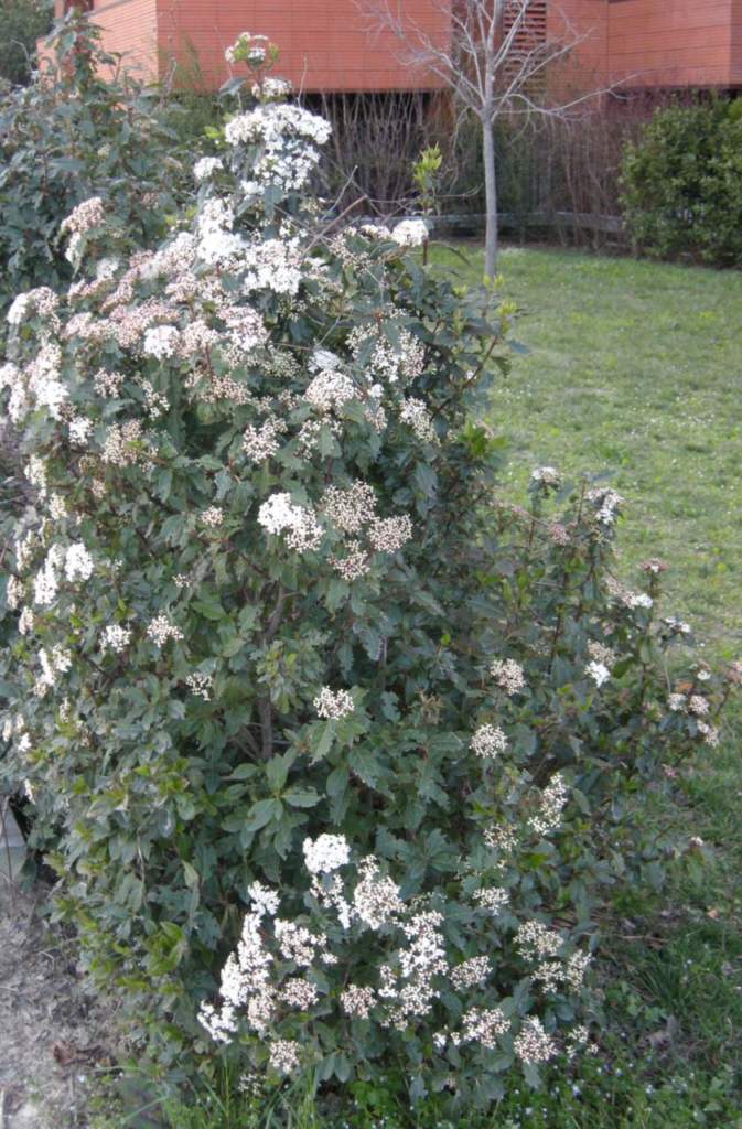 laurotino in giardino