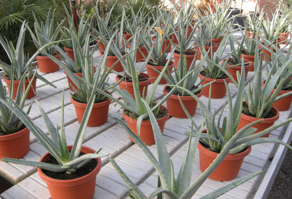 aloe vera