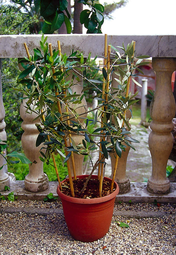 olivo in vaso