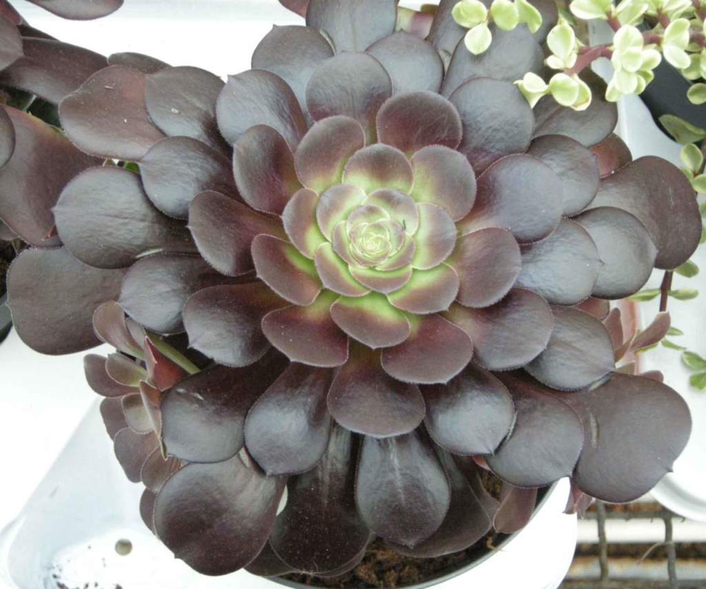 aeonium_schwarzkopf2