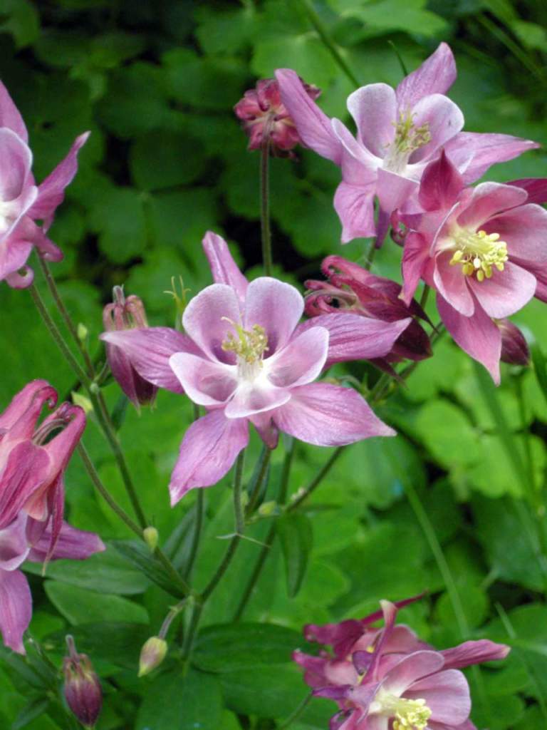 aquilegia