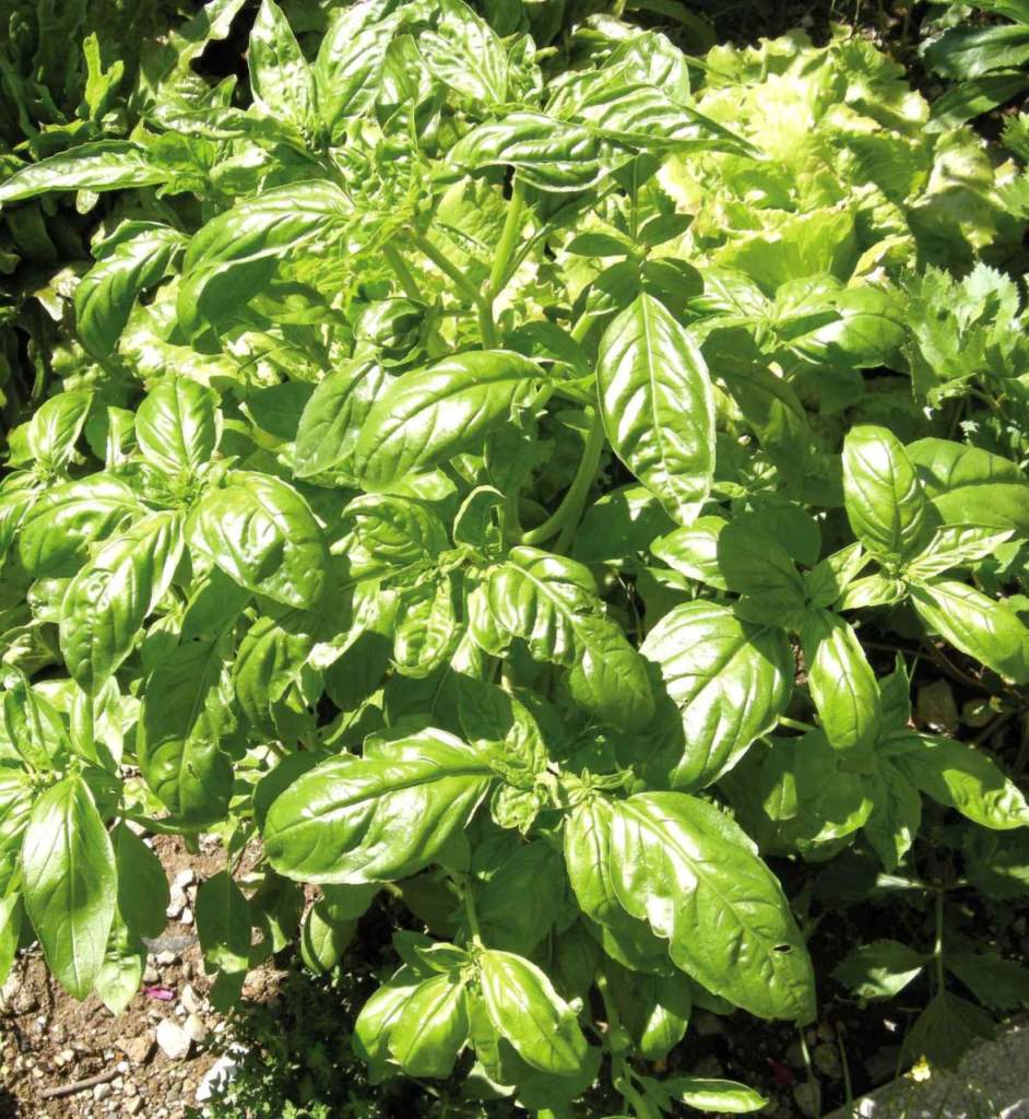 basilico_genovese
