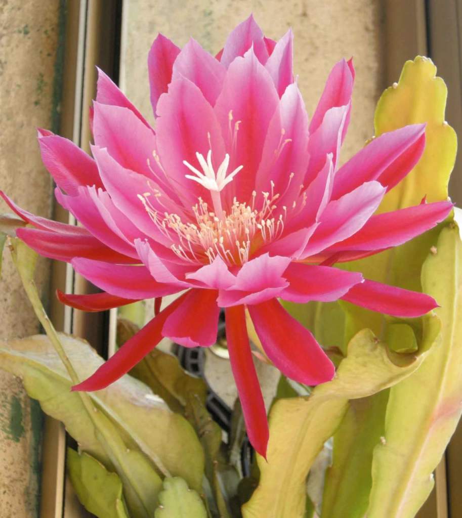 epiphyllum_dracula1
