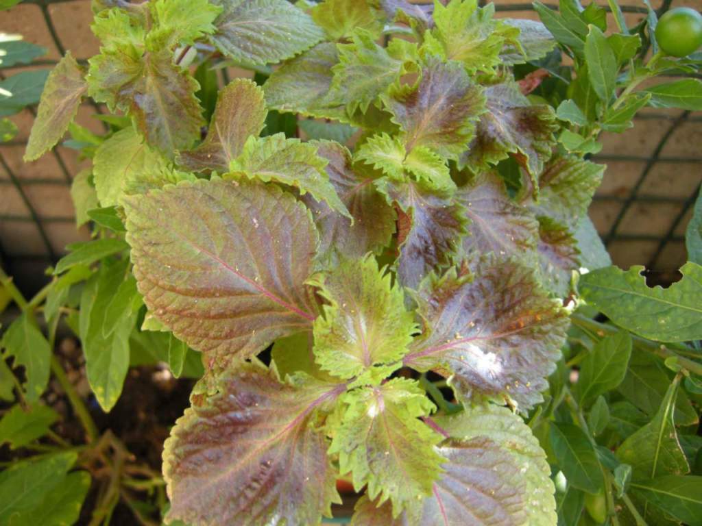 perilla_frutescens2