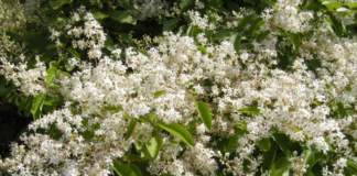rincospermum_jasminoides