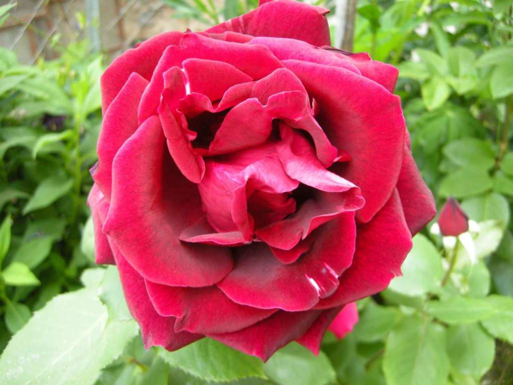 rosa_papa_meilland1