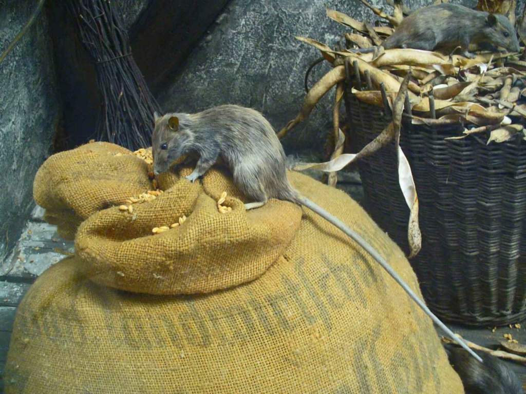 Rattus_rattus_derrate
