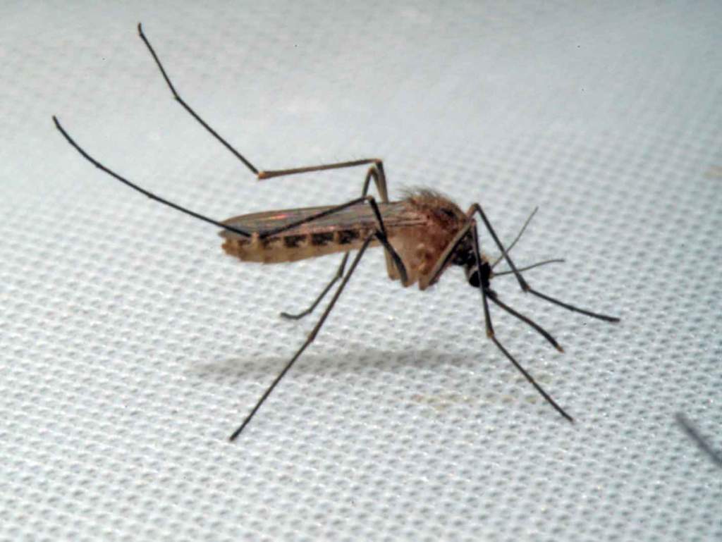 culex-pipiens