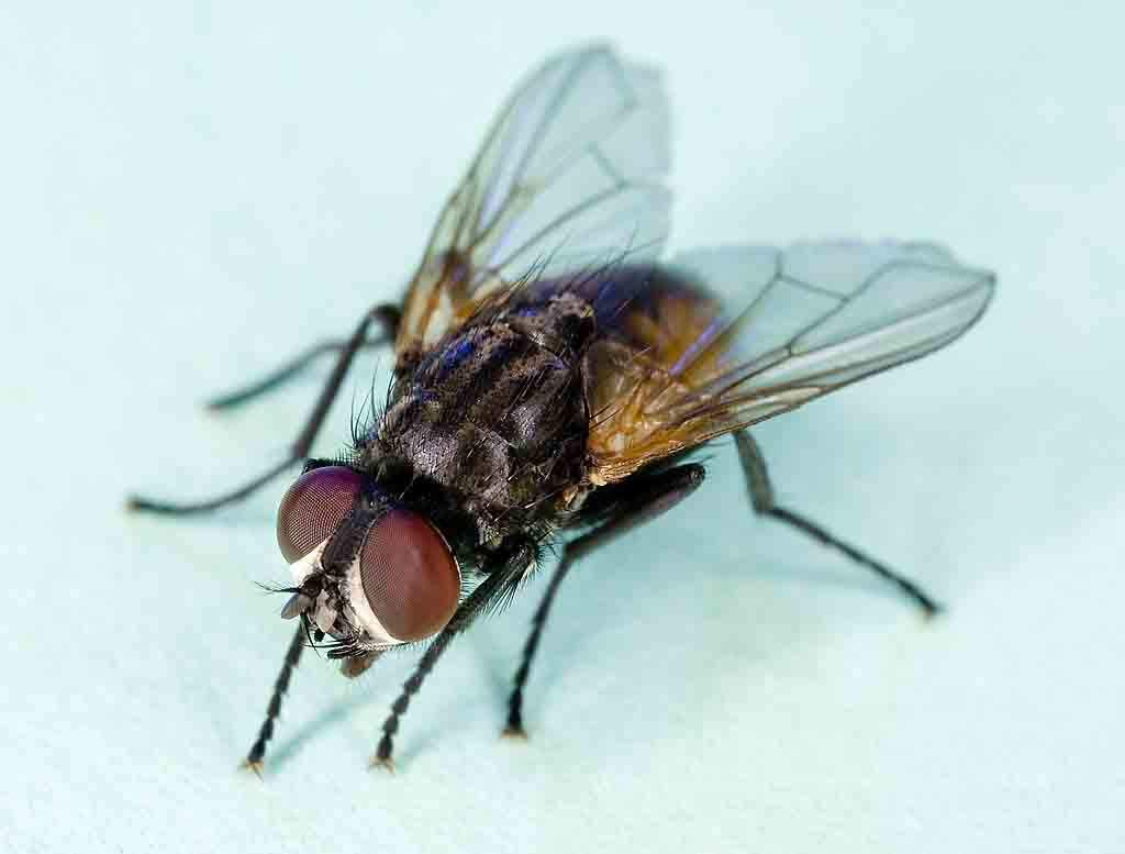 mosca_Musca_domestica