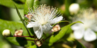 fiori di mirto