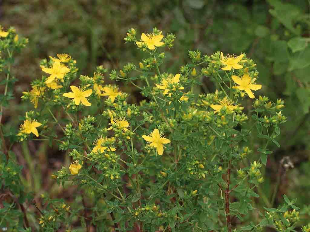 Hypericum perforatum