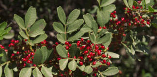 come eliminare la Smilax aspera su lentisco