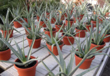 aloe vera
