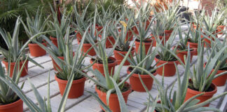aloe vera