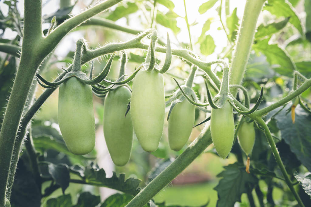 pomodori san marzano sul balcone