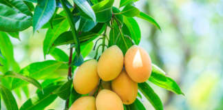 pianta di mango