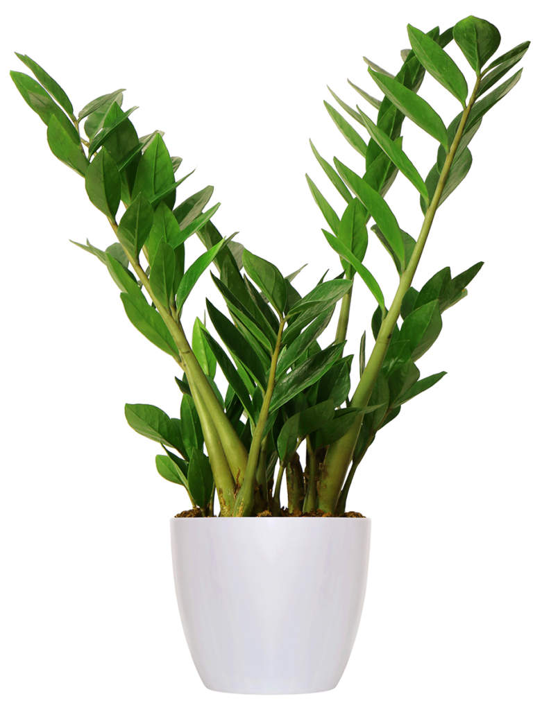 zamioculcas in vaso