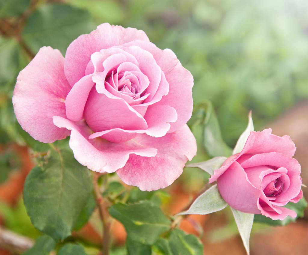 rose rosa
