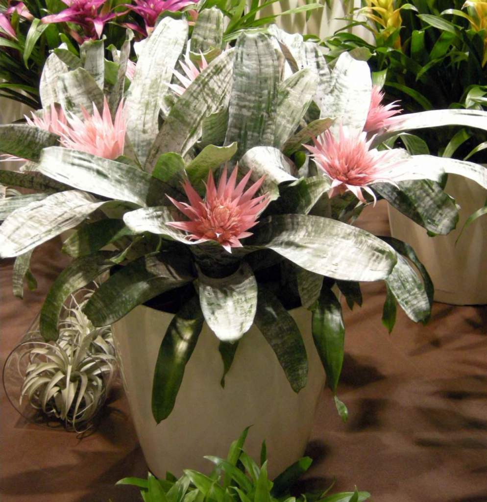 aechmea pianta con fiori