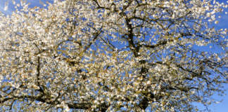 colaticci gommosi su albero di ciliegio