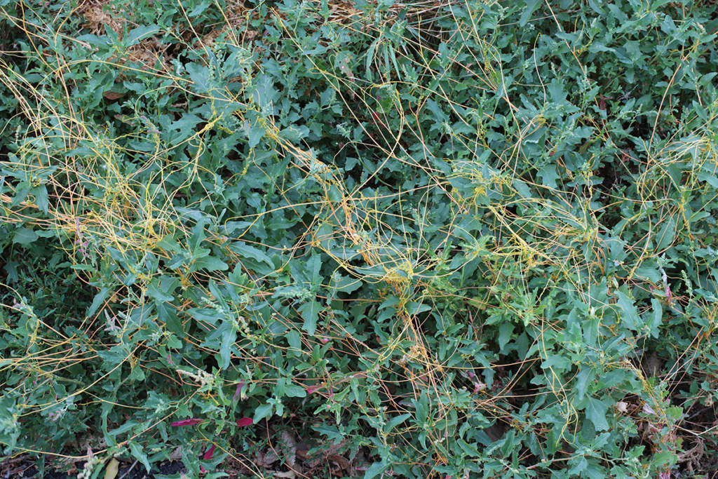cuscuta su erba