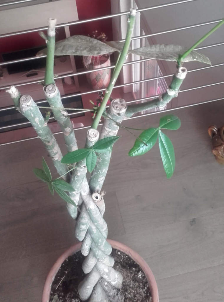 pachira fisiopatia