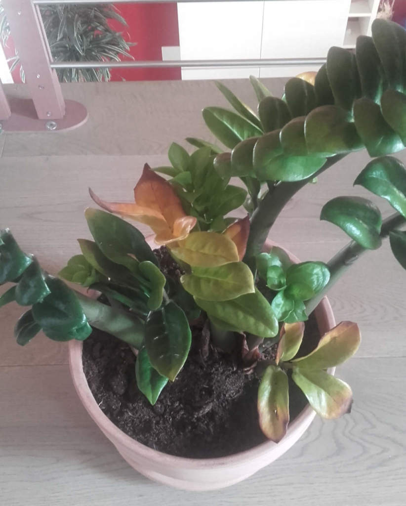 zamioculcas con fisiopatia