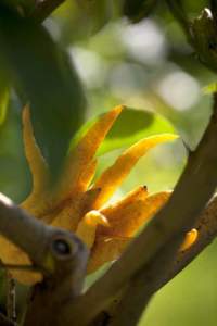 agrumi a villa della pergola