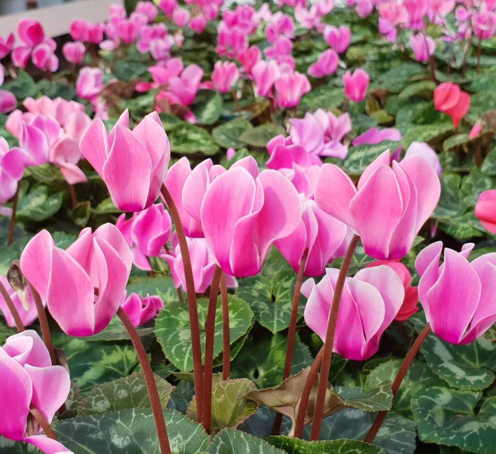 garden festival autunno 2019