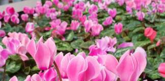 garden festival autunno 2019