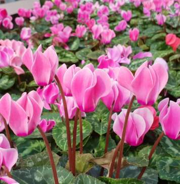 garden festival autunno 2019