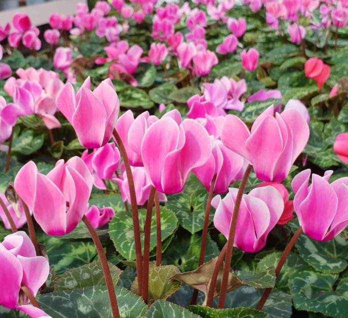 garden festival autunno 2019