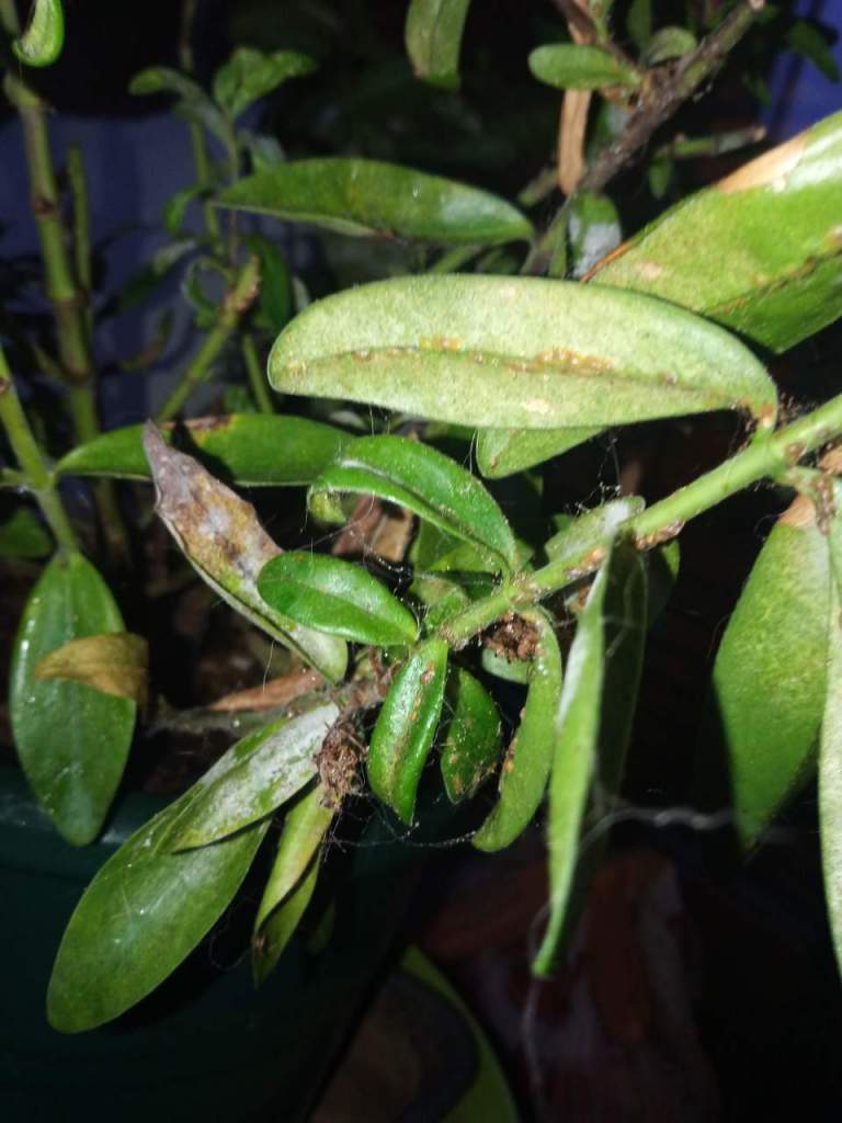 pianta sofferente e ragnetto rosso