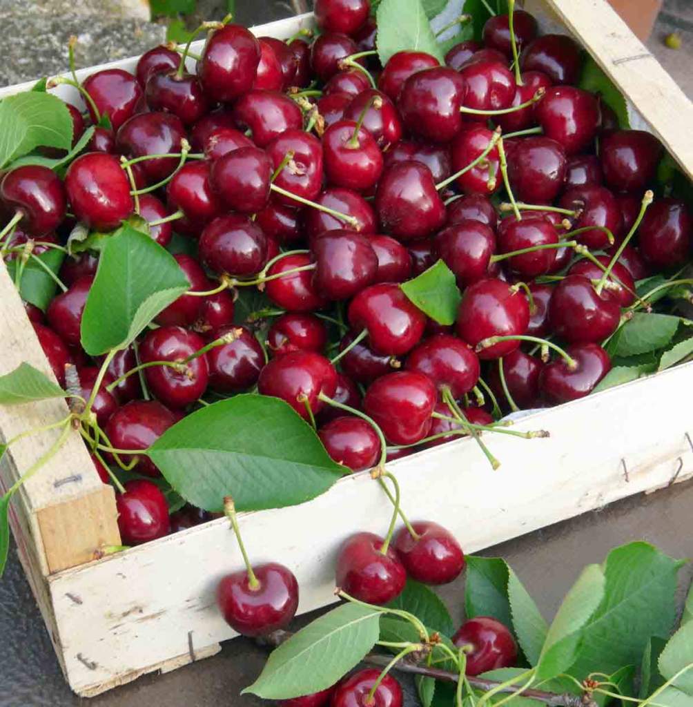 raccolta della frutta