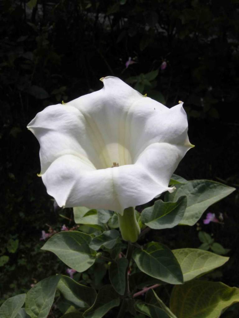 datura
